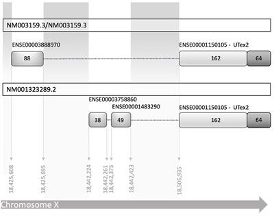Complex CDKL5 translational regulation and its potential role in CDKL5 deficiency disorder